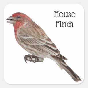 Adesivo Quadrado House Finch
