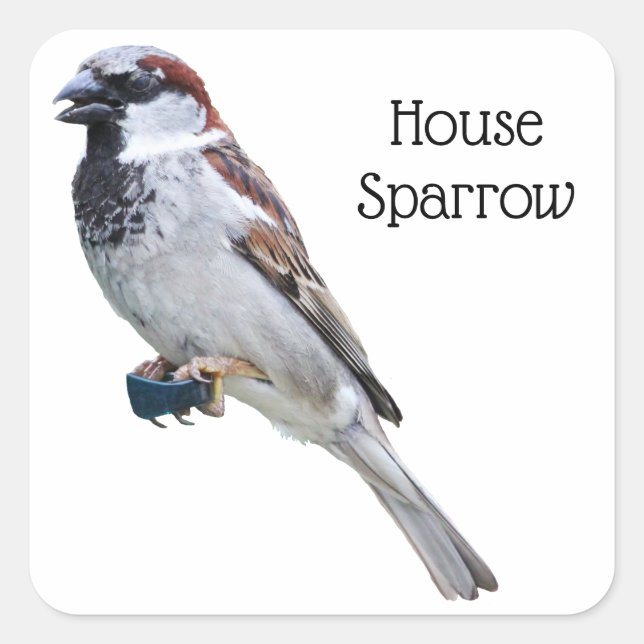 Adesivo Quadrado House Sparrow (Frente)