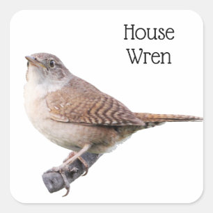 Adesivo Quadrado House Wren
