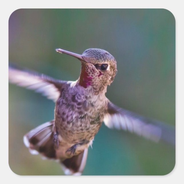 Adesivo Quadrado Hummingbird (Frente)