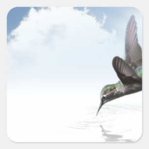Adesivo Quadrado Hummingbird