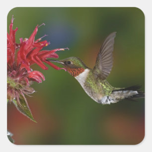 Adesivo Quadrado Hummingbird com garganta-seca masculina