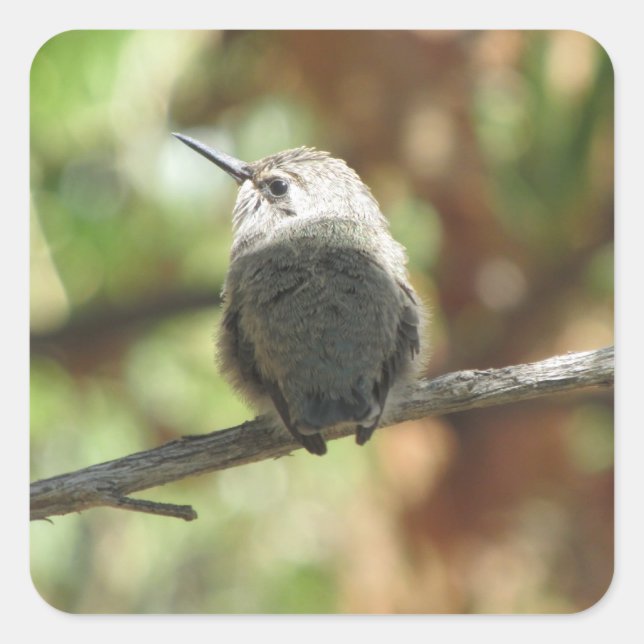Adesivo Quadrado Hummingbird Frazões (Frente)