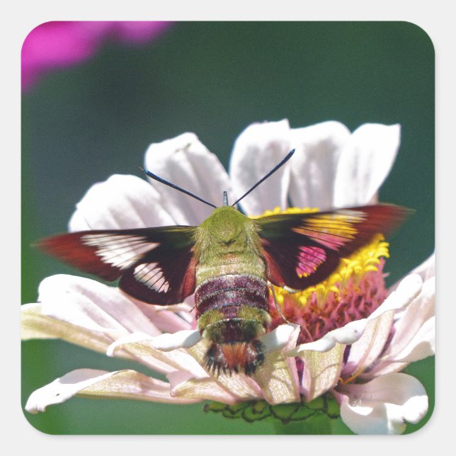 Adesivo Quadrado Hummingbird Moth (Frente)