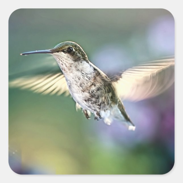 Adesivo Quadrado Hummingbird Voando (Frente)