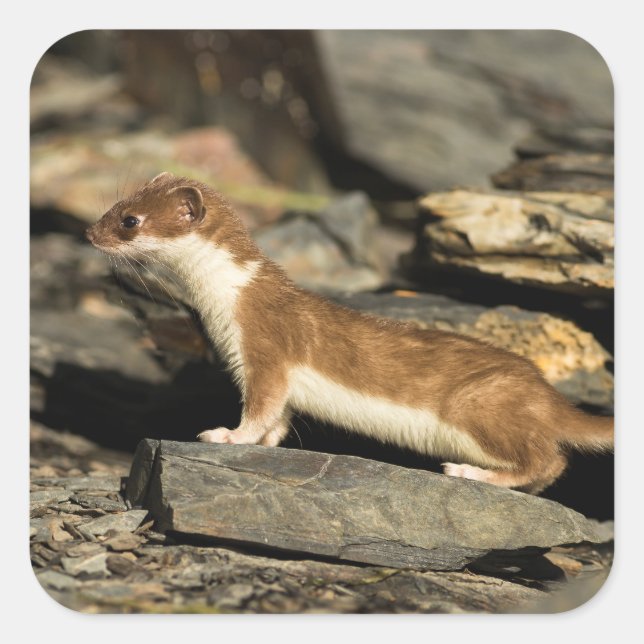 Adesivo Quadrado Hunting Weasel (Frente)