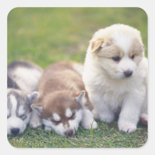 Adesivo Quadrado Husky siberiano; Um cão que trabalha que