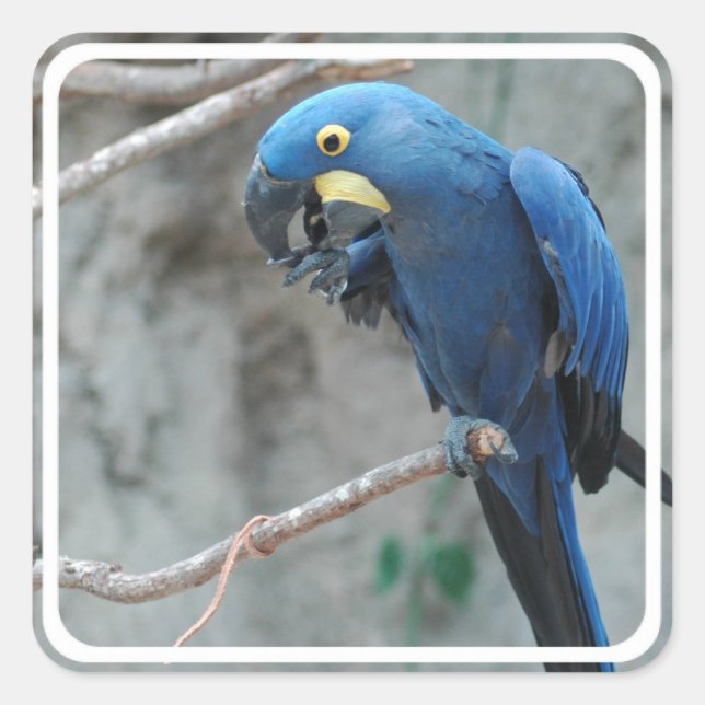 Adesivo Quadrado Hyacinth Macaw Stickers (Frente)