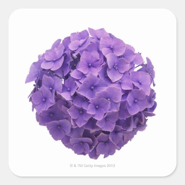 Adesivo Quadrado Hydrangea Ball Close-up (Frente)