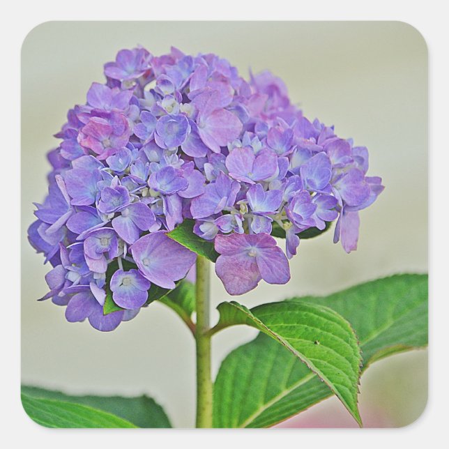 Adesivo Quadrado Hydrangea Blossom Sticker (Frente)