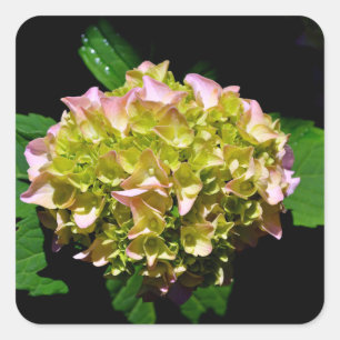 Adesivo Quadrado Hydrangea verde e rosa