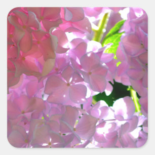 Adesivo Quadrado Hydrangeas Rosa Radiantes