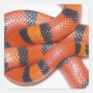Adesivo Quadrado Hypo Honduran Milk Cobra Milksnake