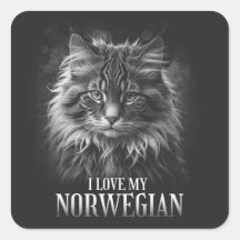 "I love my Norwegian cat"