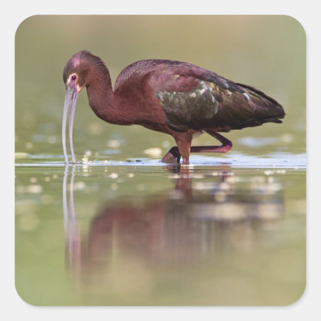 Adesivo Quadrado Ibis nos Ponds (Frente)