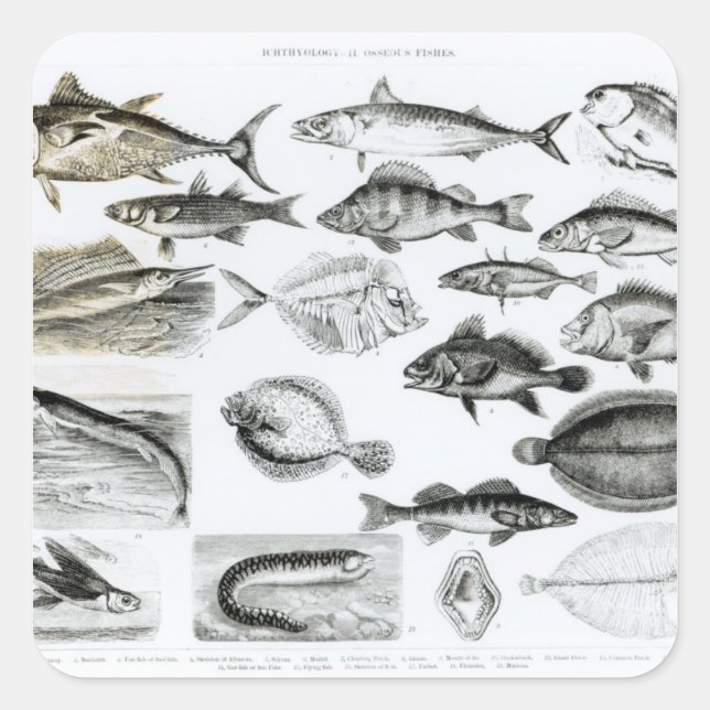 Adesivo Quadrado Ichthyology Osseous Fishes (Frente)