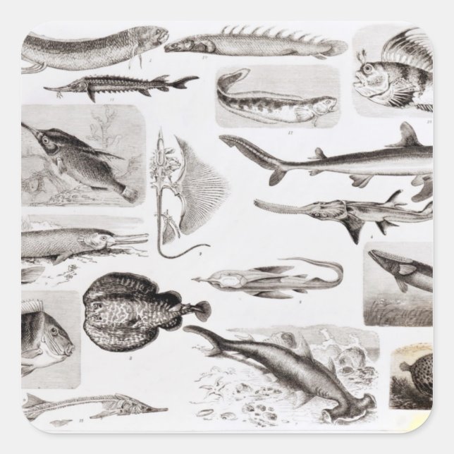 Adesivo Quadrado Ictiologia - Elasmobranch, Ganoide (Frente)