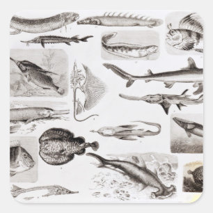 Adesivo Quadrado Ictiologias Elasmobranch, Ganoid