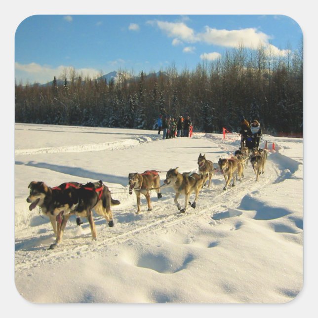 Adesivo Quadrado Iditarod Trail Sled Race (Frente)