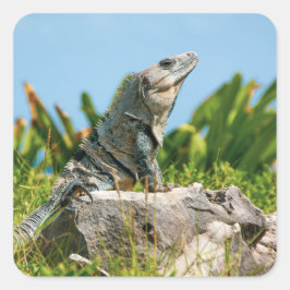Adesivo Quadrado Iguana