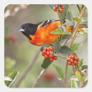 Adesivo Quadrado Ilha de South Padre, Texas, EUA, Baltimore Oriole