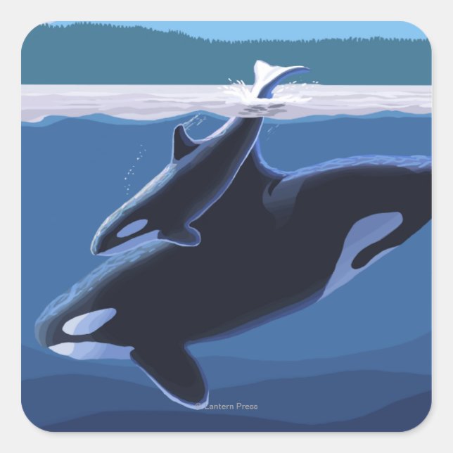 Adesivo Quadrado Ilha Whidbey, Washington Orca e Calf (Frente)