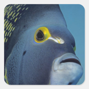 Adesivo Quadrado Ilhas Cayman, Peixe-anjo-francês Pomacanthus