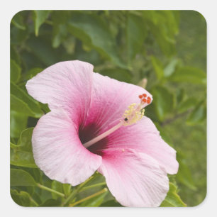 Adesivo Quadrado Ilhas Cook, Atiu. Flor de hibisco.