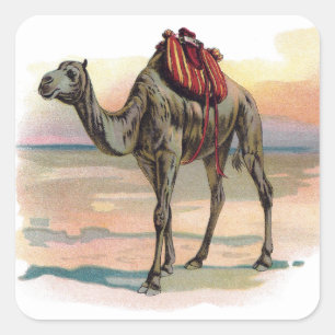 Adesivo Quadrado Ilustração antiga do camelo do Dromedary