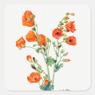 Adesivo Quadrado Ilustração Botânica da Globemallow do Deserto Vint