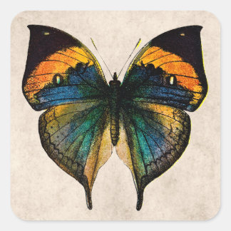 Adesivo Quadrado Ilustração da Borboleta Vintage - Borboletas