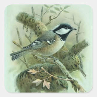 Adesivo Quadrado Ilustração das aves de pinagem com tímpanos de hul