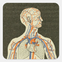 Adesivo Quadrado Ilustração de Vintage Anatomy Veins and Arteries