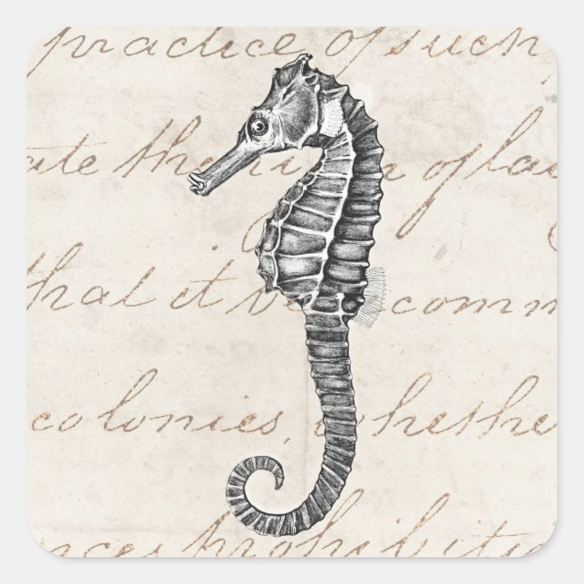 Adesivo Quadrado Ilustração do Cavalo do Mar Havaí nos anos 1800 (Frente)