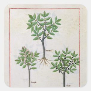 Adesivo Quadrado Ilustração 'do livro de medicinas simples