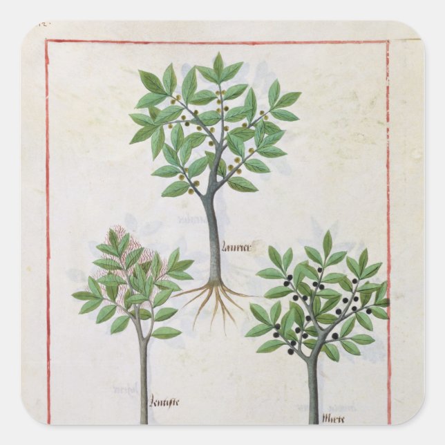 Adesivo Quadrado Ilustração do "Livro dos Medicamentos Simples" (Frente)