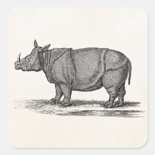 Adesivo Quadrado Ilustração do rinoceronte dos 1800s do vintage -