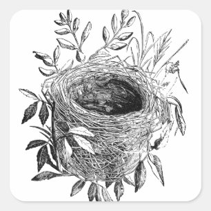 Adesivo Quadrado ilustração do vintage do ninho do pássaro