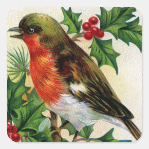 Adesivo Quadrado Ilustração do vintage do pisco de peito vermelho
