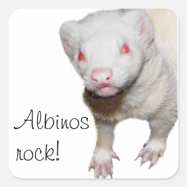 Adesivo Quadrado Imagem de Albino Ferret (Frente)