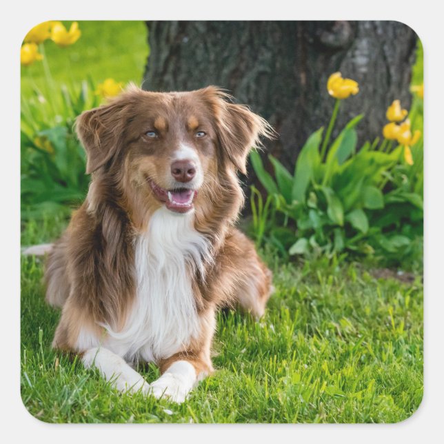 Adesivo Quadrado Imagem de Pet Personalizada (Frente)