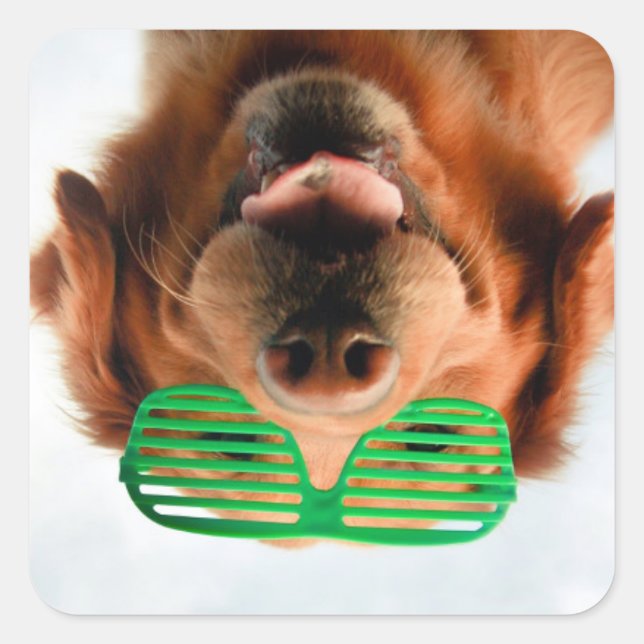 Adesivo Quadrado Imagens Getty | Cachorro Com Óculos (Frente)