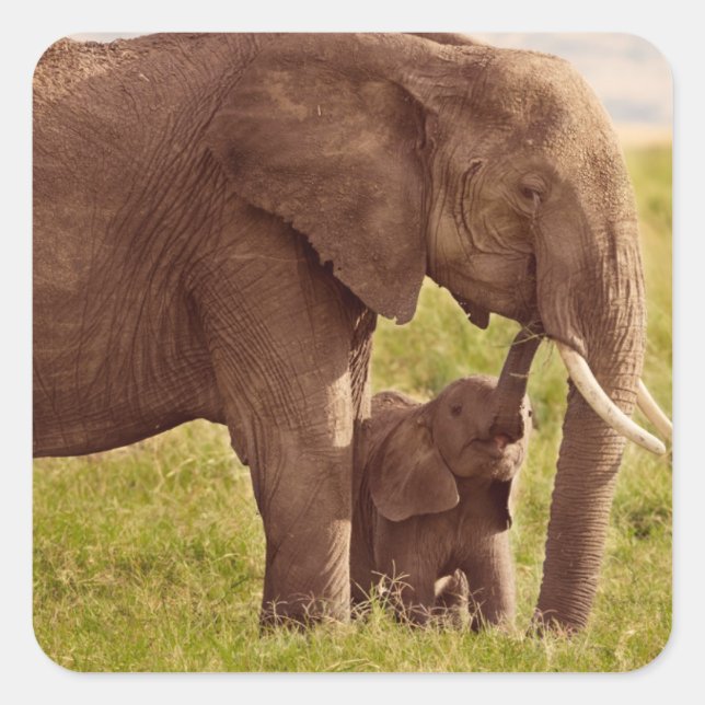 Adesivo Quadrado Imagens Getty | Elefante e bebê (Frente)