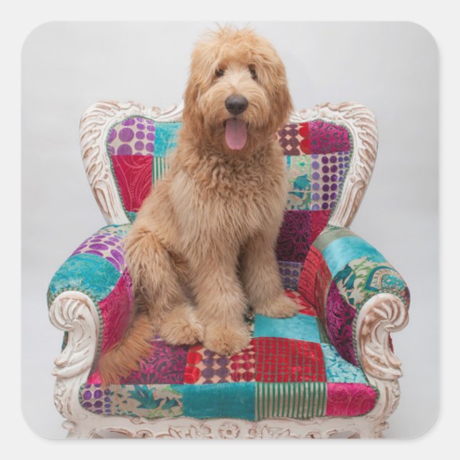 Adesivo Quadrado Imagens Getty | Goldendoodle (Frente)