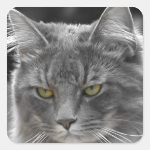 Adesivo Quadrado Imbecil sério