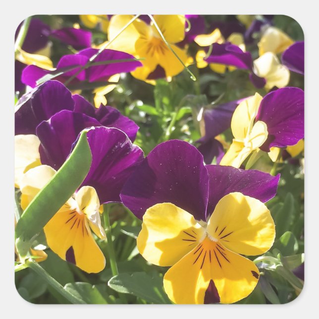 ADESIVO QUADRADO IMG_4738.JPG (Frente)