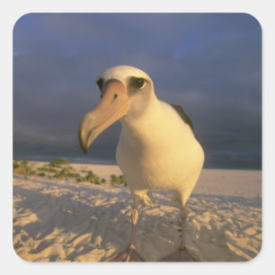 Adesivo Quadrado Immutabilis do albatroz, do Diomedea de Laysan),