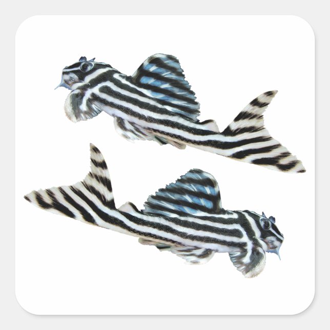 Adesivo Quadrado “Imperial Zebra Pleco”の優良製品 (Frente)
