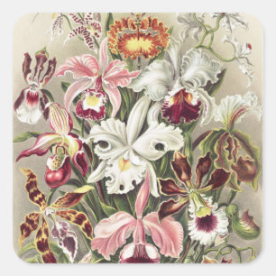 Adesivo Quadrado Impressão Botânica Vintage de Orquídea de Ernst Ha