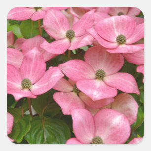 Adesivo Quadrado Impressão cor-de-rosa das flores do dogwood do